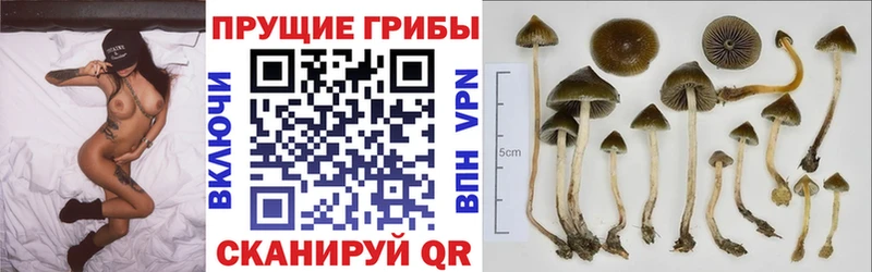 Псилоцибиновые грибы Psilocybe  кракен как войти  Санкт-Петербург 